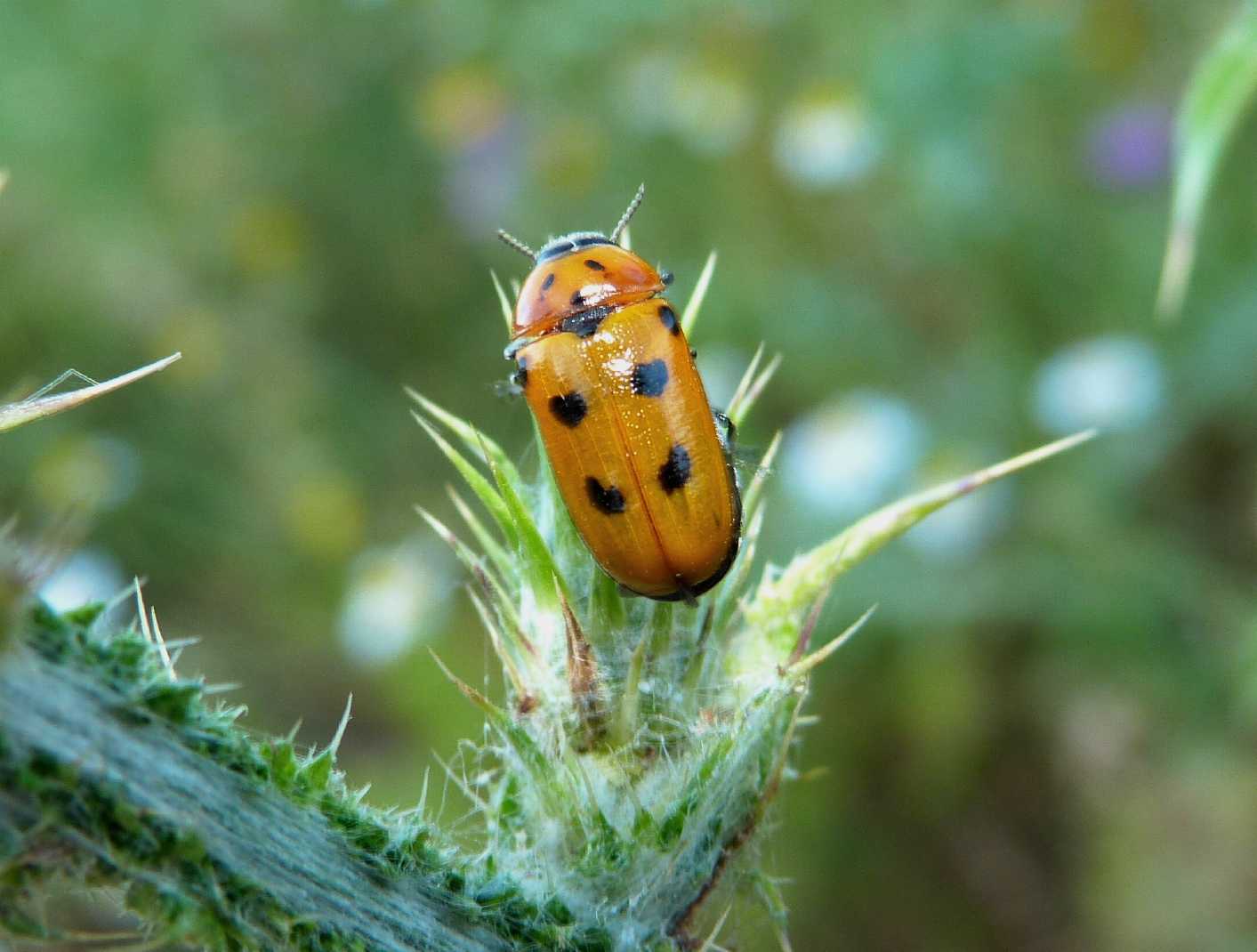 Coptocephala sp. (Chrysomelidae) No. Tituboea biguttata